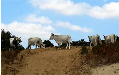 KAZ DAĞLARI’NDA BİLİMSEL ÇALIŞMALARA IŞIK TUTACAK PROJE