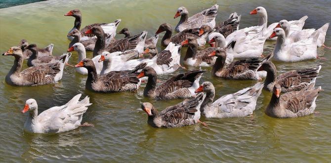 Kaz Dağları Kazlarına Kavuşuyor