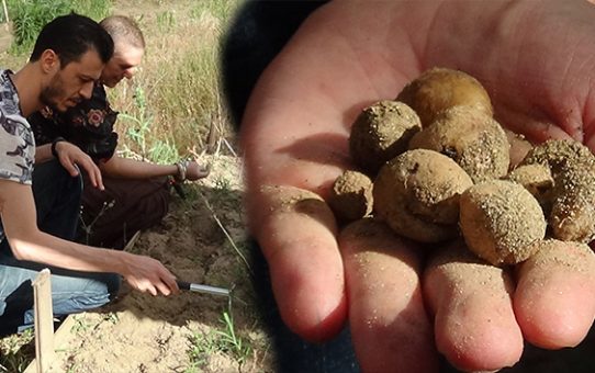 Kazdağları'nda orkide hasadı başladı